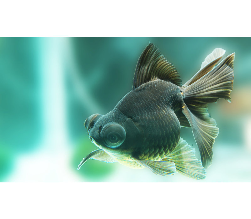 Black Moor Goldfish - Carassius Auratus