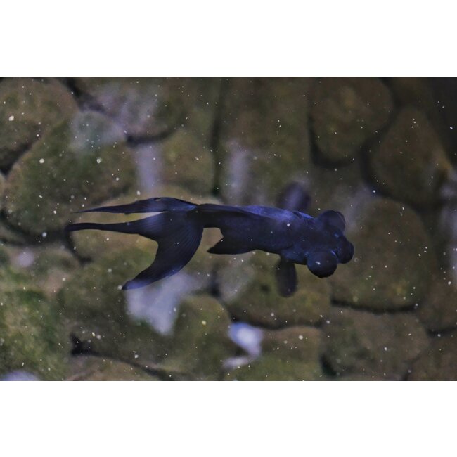 Sluierstaart Zwart - Carassius Auratus