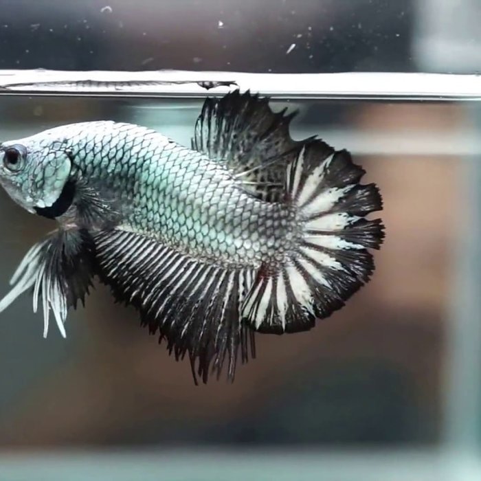 Black Dragon Betta Plakat Man Betta Splendens Aqua Natura