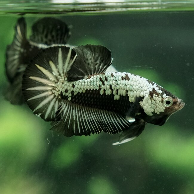 Black Dragon Betta Plakat Man - Betta Splendens