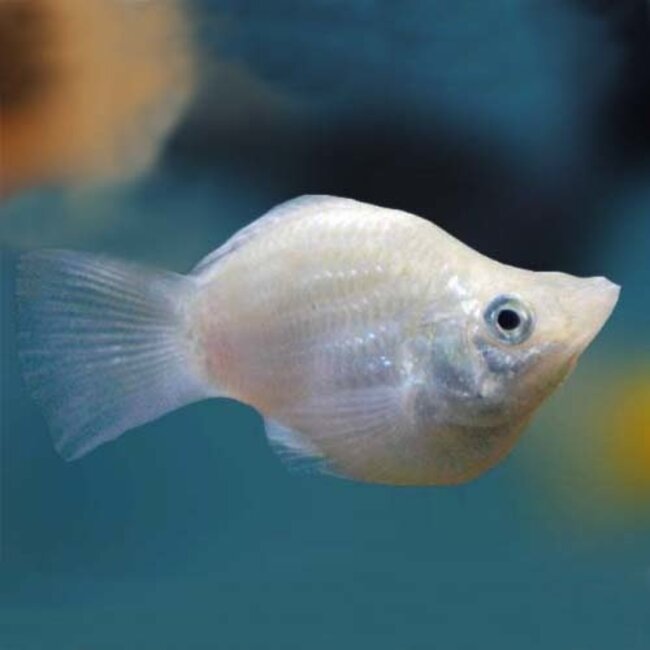 Ballon Molly Zilver - Poecilia Sphenops