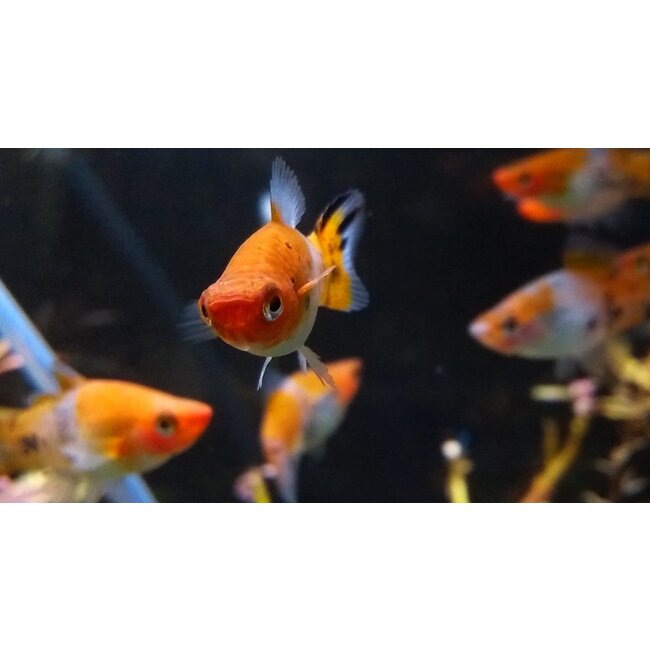 Zwaarddrager Sanke - Xiphophorus Helleri