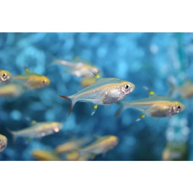 Pristella Riddlei - Goud