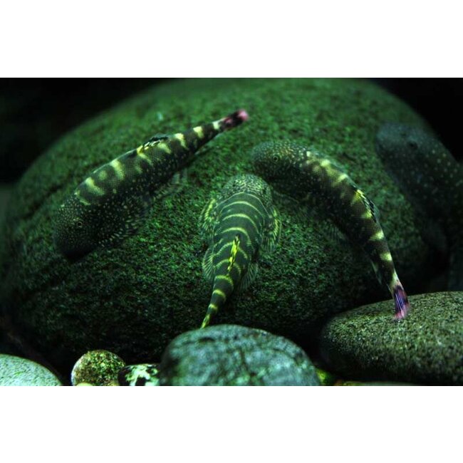 Geelvin Algeneter - Gastromyzon Viriosus