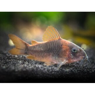 Corydoras Rabauti