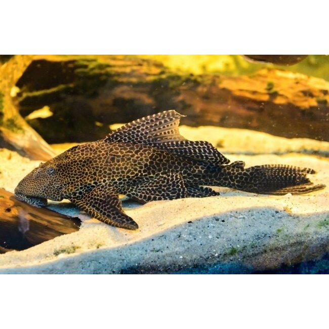 Zeilvin Pleco - Glyptoperichthys Gibbiceps