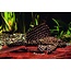 Zeilvin Pleco - Glyptoperichthys Gibbiceps