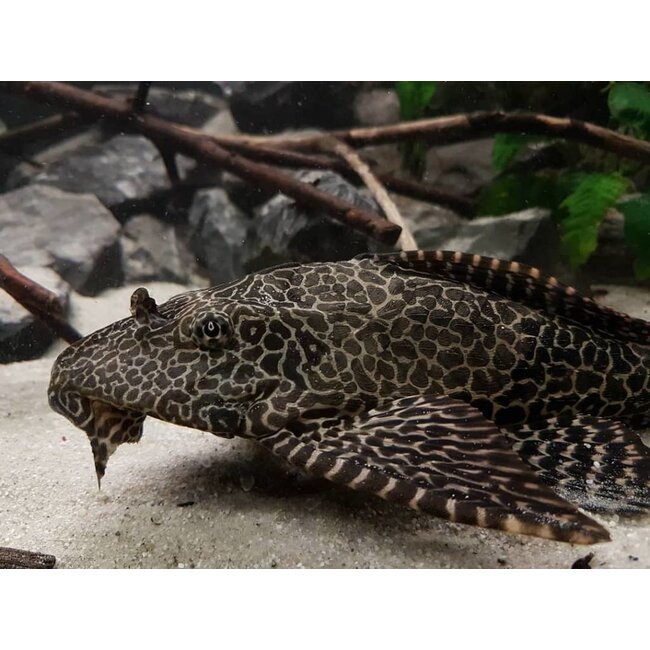 Zeilvin Pleco - Glyptoperichthys Gibbiceps