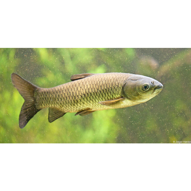 Graskarper - Ctenopharyngodon idella