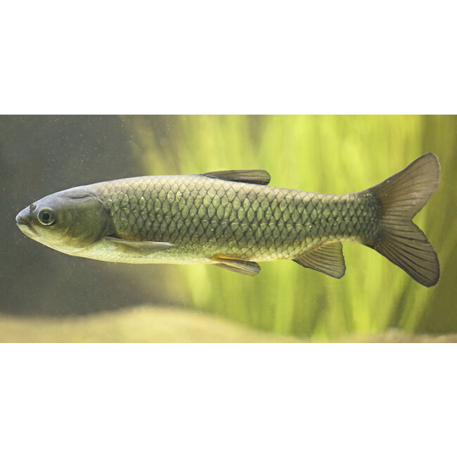 Graskarper - Ctenopharyngodon idella
