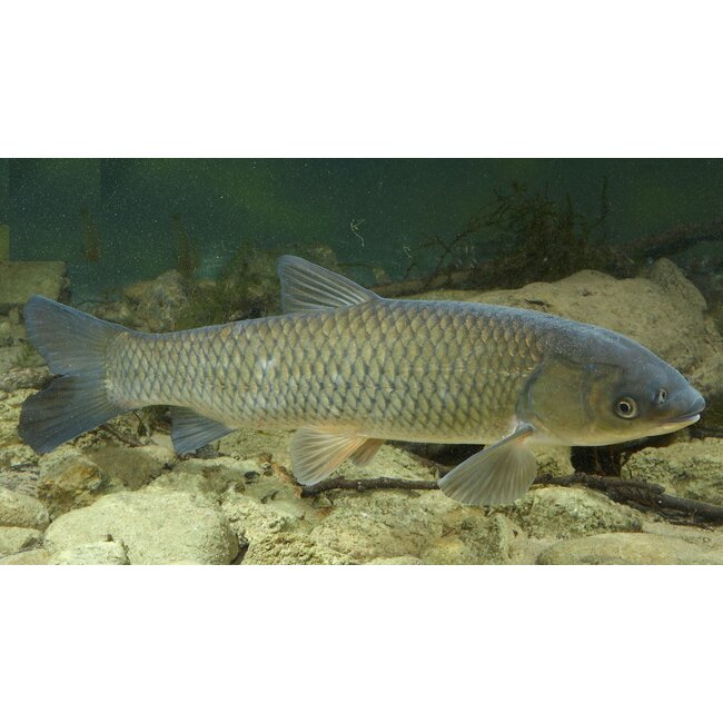 Graskarper - Ctenopharyngodon idella