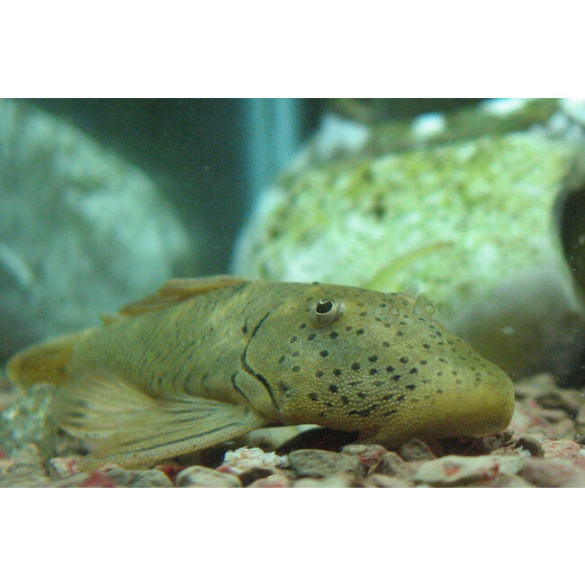 Rubberneus Pleco - Chaetostoma thomasi