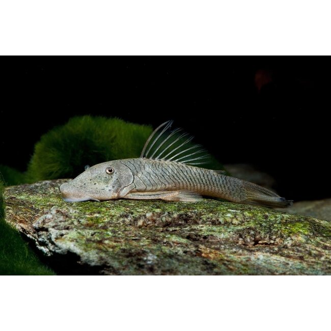 Rubberneus Pleco - Chaetostoma thomasi