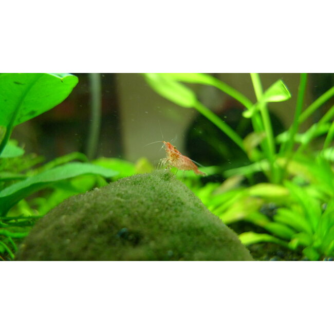 Vuurgarnaal - Neocaridina Davidi sp. Red