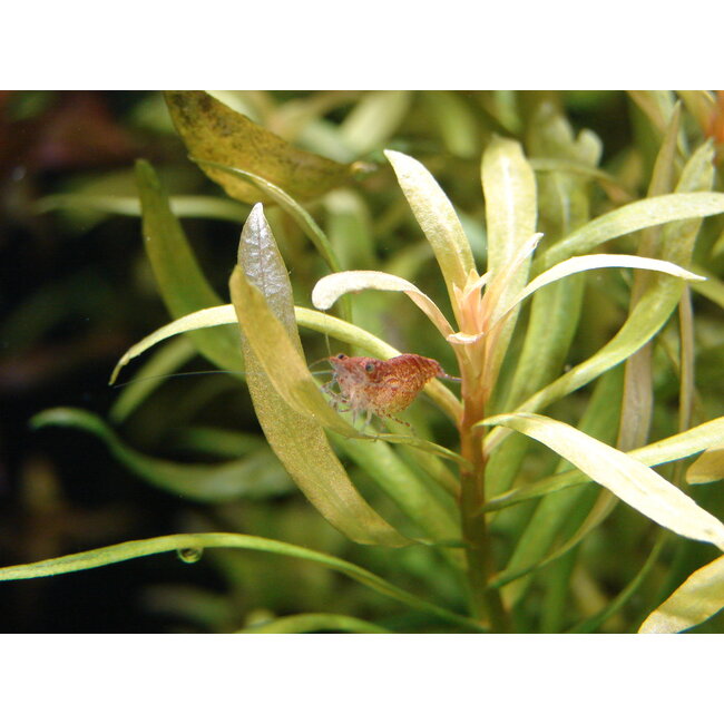 Vuurgarnaal - Neocaridina Davidi sp. Red