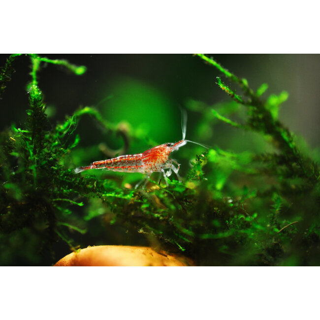 Vuurgarnaal - Neocaridina Davidi sp. Red