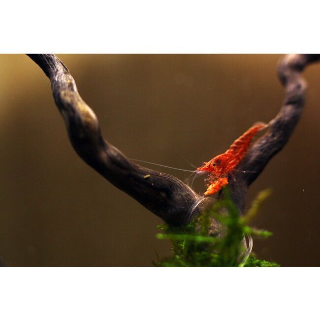 Vuurgarnaal - Neocaridina Davidi sp. Red