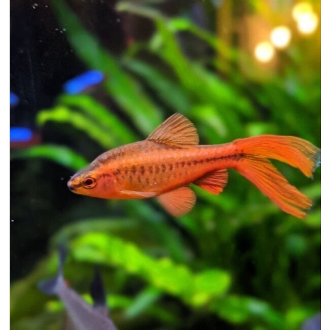 Cherry Barbeel Sluierstaart - Barbus Titteya