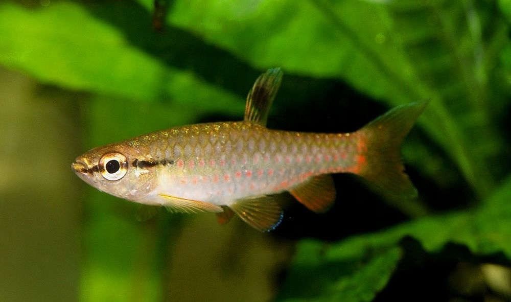 Spatzalm Pyrrhulina Brevis Aqua Natura