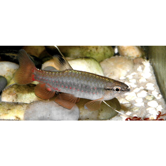 Spatzalm - Pyrrhulina Brevis