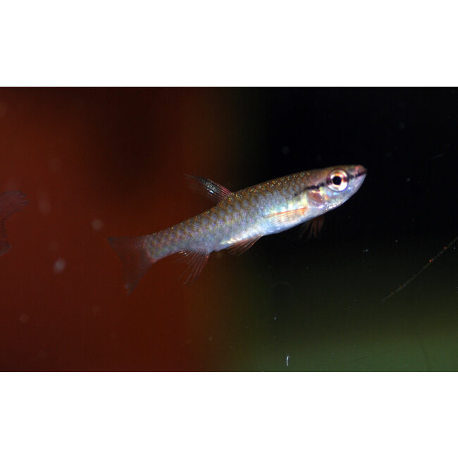 Spatzalm - Pyrrhulina Brevis