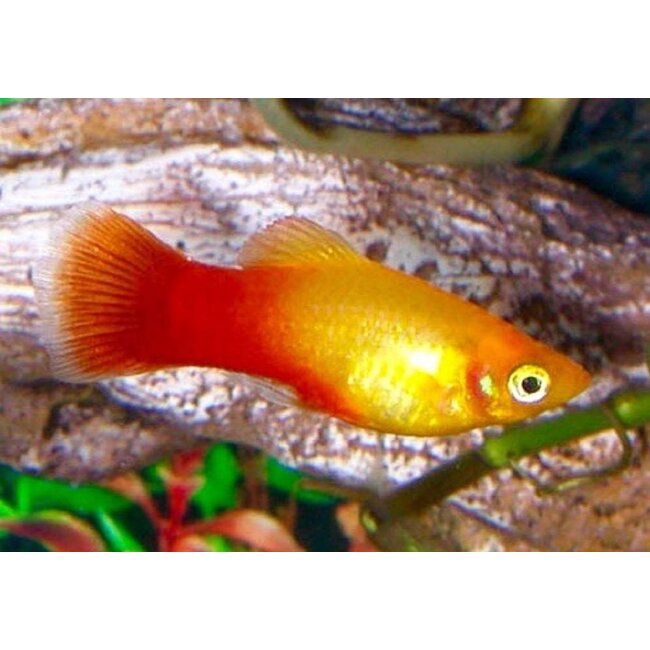 Platy Chocolade - Xiphophorus Maculatus