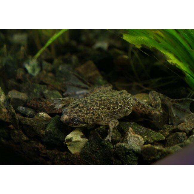 Dwergklauwkikker - Hymenochirus Boettgeri