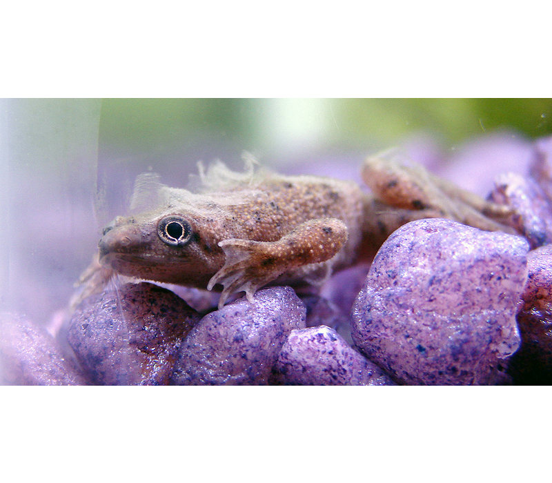 African Dwarf Frog - Hymenochirus Boettgeri