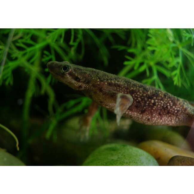 Dwergklauwkikker - Hymenochirus Boettgeri