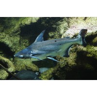 Blauwe Haai - Pangasius Hypophthalmus
