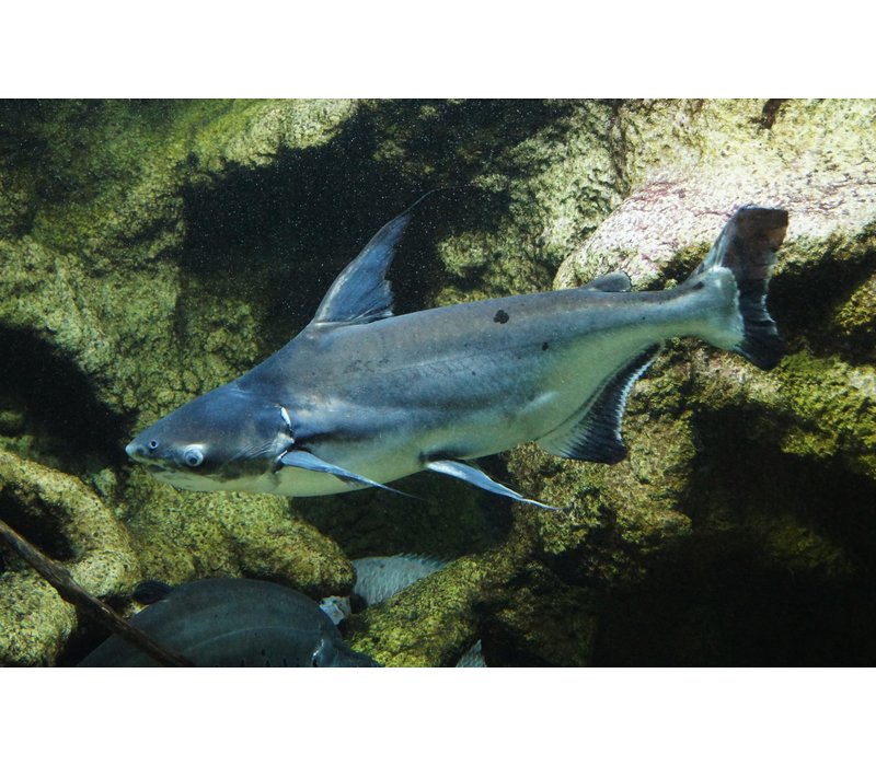 Blauwe Haai - Pangasius Hypophthalmus