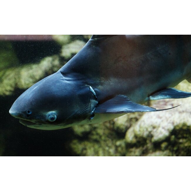 Blauwe Haai - Pangasius Hypophthalmus
