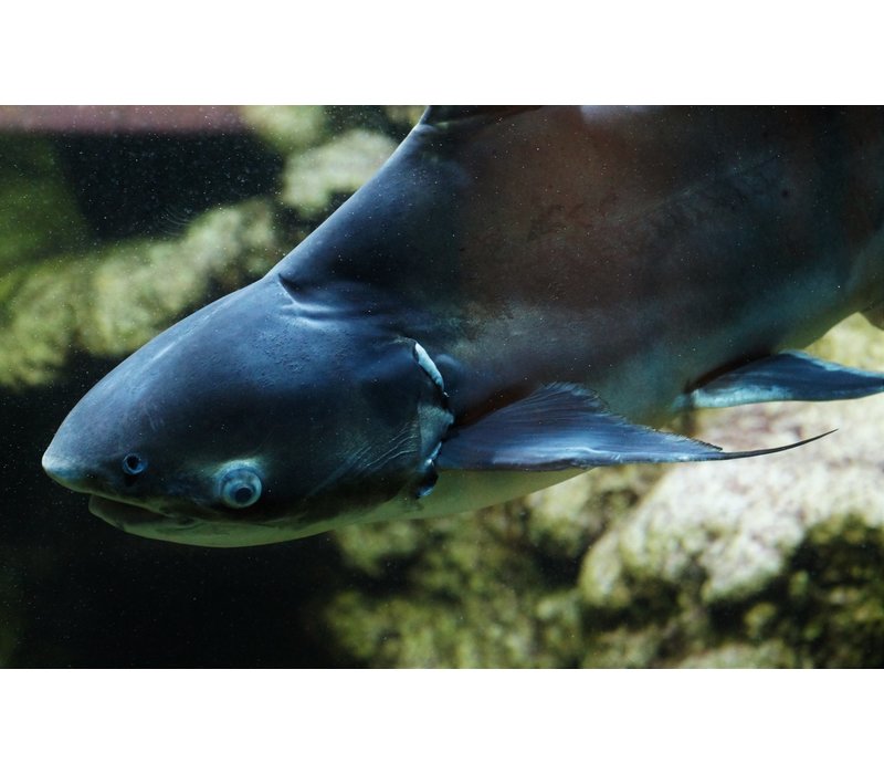 Iridescent Shark - Pangasius Hypophthalmus