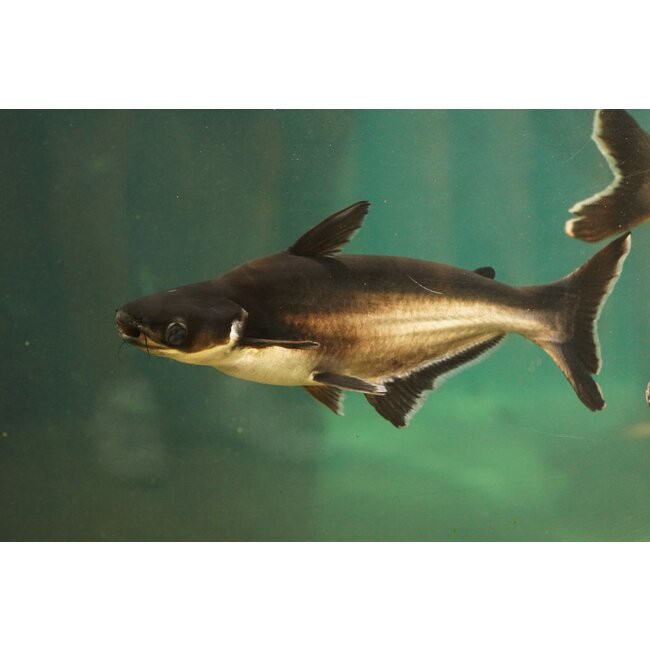 Blauwe Haai - Pangasius Hypophthalmus