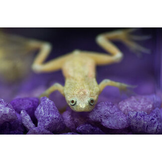 Dwergklauwkikker Albino