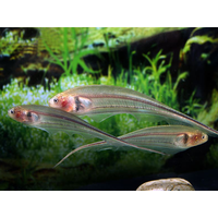 Glass Knifefish - Eigenmannia Virescens