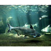 Paroon Shark - Pangasius Sanitwongsei
