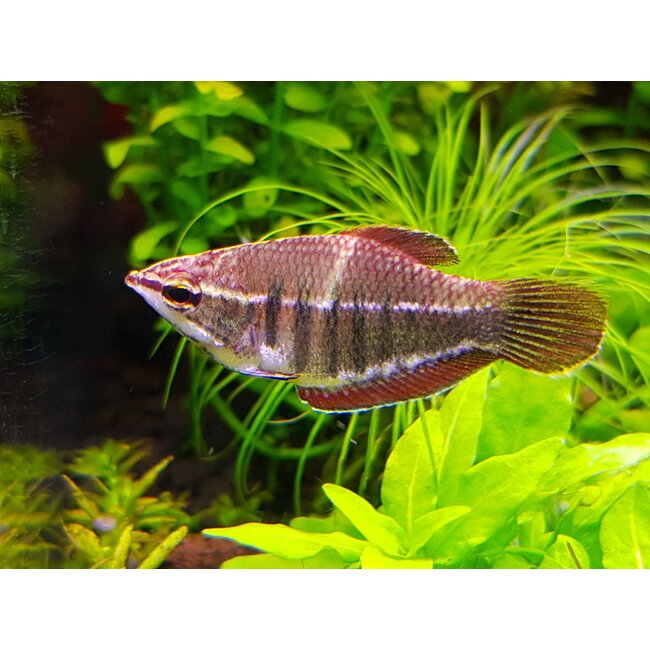 Samurai Gourami - Sphaerichthys Vaillanti