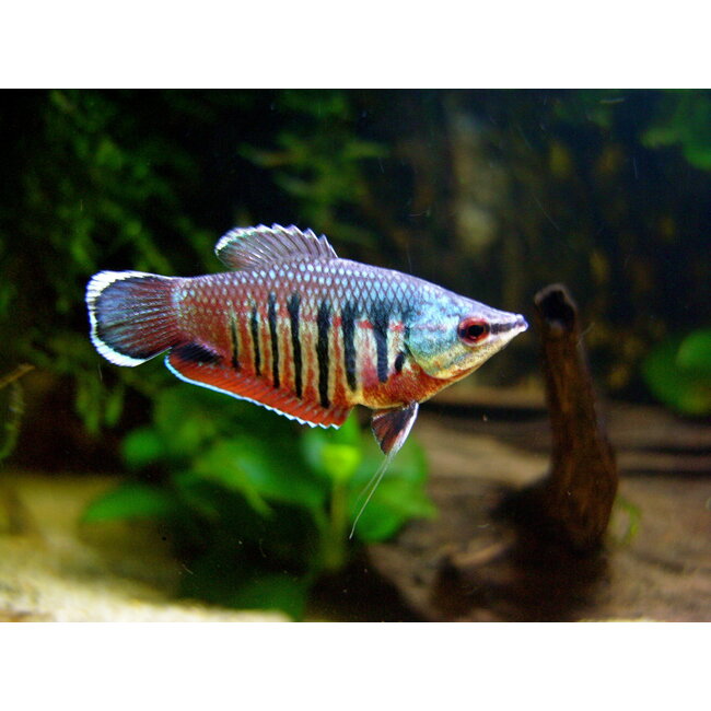 Samurai Gourami - Sphaerichthys Vaillanti
