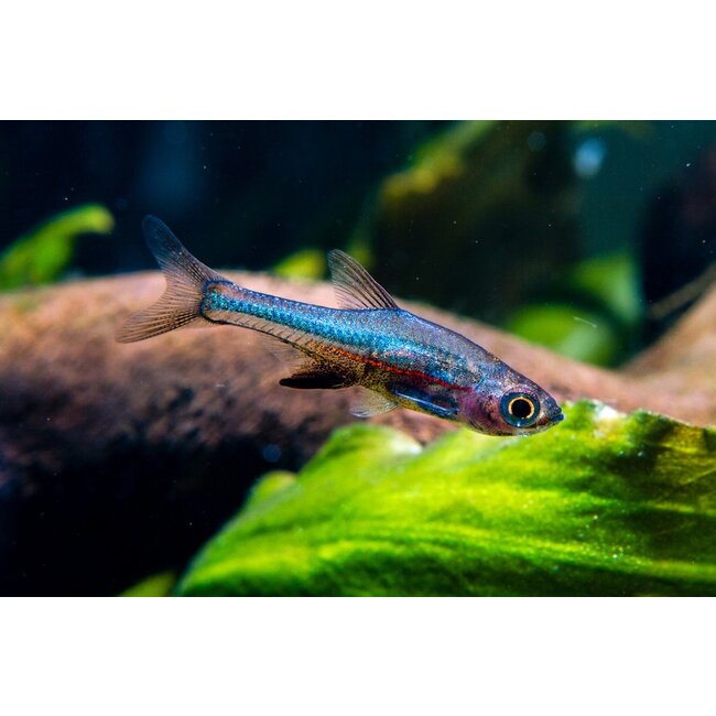 Sundadanio Axelrodi sp. Neon Blue