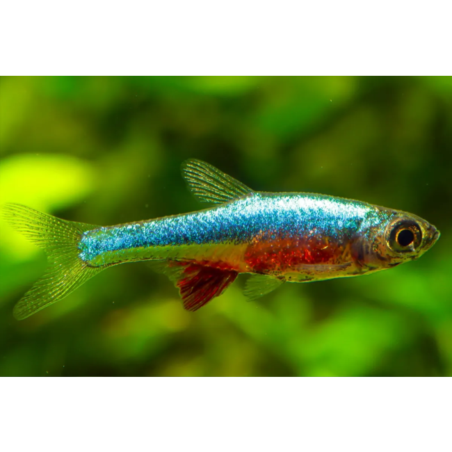 Sundadanio Axelrodi sp. Neon Blue