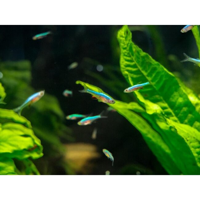 Sundadanio Axelrodi sp. Neon Blue