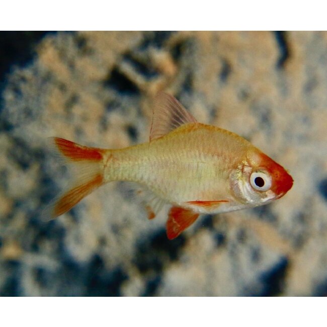 Sumatraan Platinum Gold - Barbus Tetrazona