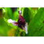 Elephant Ear Betta (Man)