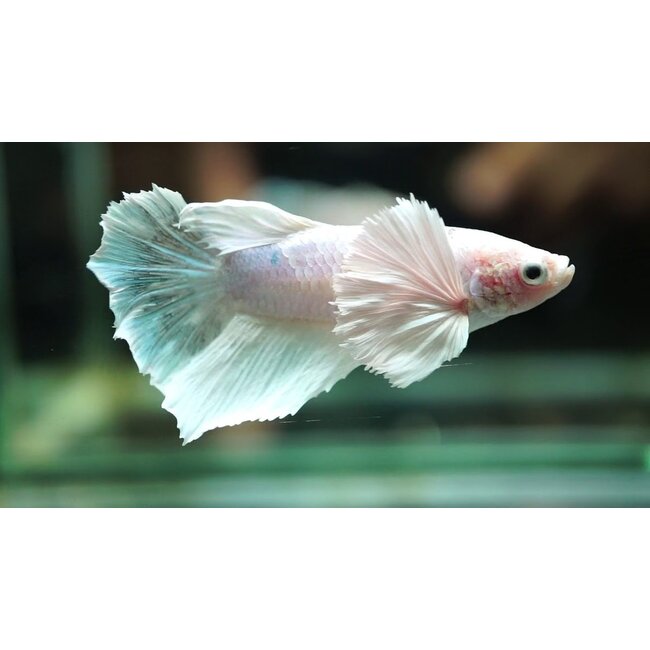 Elephant Ear Betta (Man) - Betta Splendens
