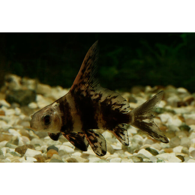 Hoogvinalgeneter - Myxocyprinus Asiaticus