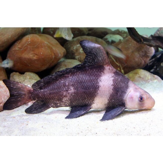 Hoogvinalgeneter - Myxocyprinus Asiaticus