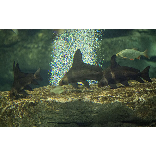 Hoogvinalgeneter - Myxocyprinus Asiaticus