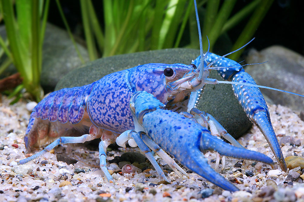Verwachting Volwassen Nauwkeurig Florida Kreeft Blauw - Procambarus alleni var. blue - Aqua Natura