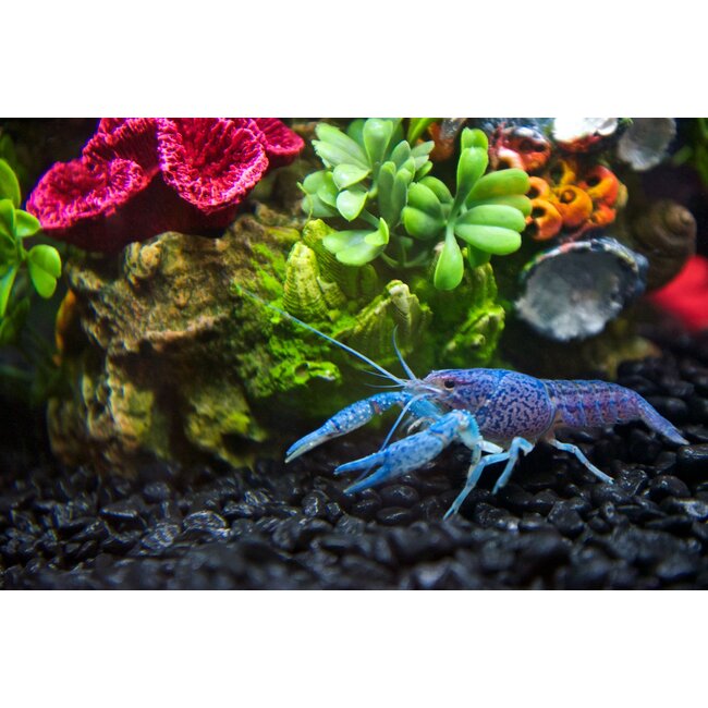 Florida Kreeft Blauw - Procambarus alleni var. blue